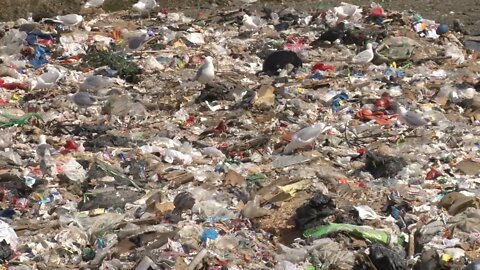 Seagulls In Garbage