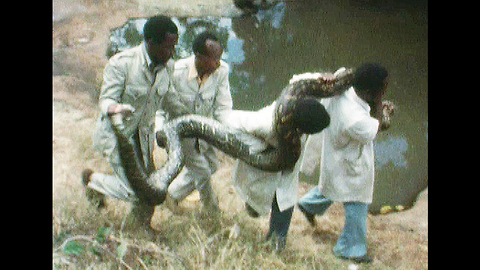 Man Catches 19-Foot Python