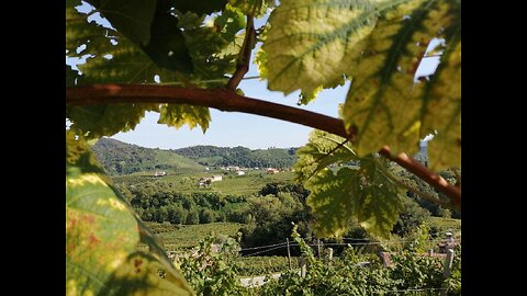 Vendemmia Storica e contemporanea