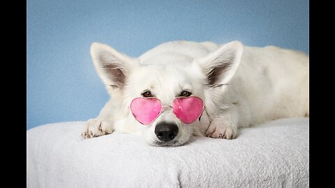 A cute white dog would make a wonderful and lovable pet! 😊🐶