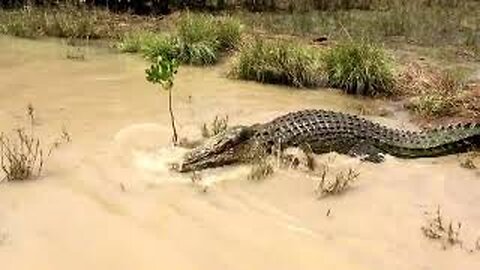 Saltwater Crocodile Attack!