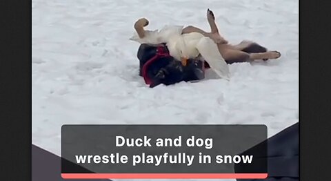 Duck and dog wrestle playfully in snow