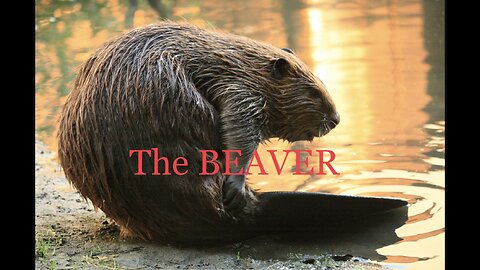 The Beaver