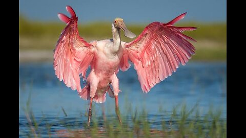 Roseate Spoonbill: The Graceful Pink Wader