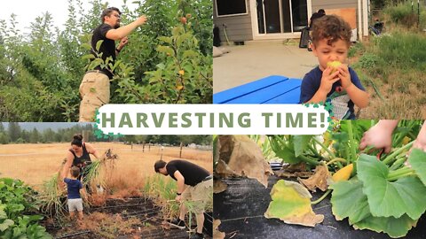 Garlic and Onion Harvest