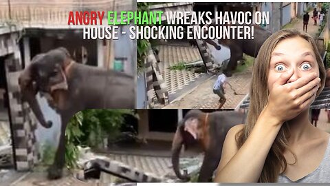 Angry Elephant Wreaks Havoc on House - Shocking Encounter!