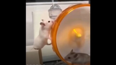 Funny And Cute Hamster Videos Of The Day