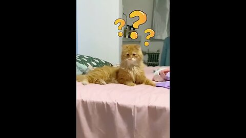 🐱Watch Funny Cats Do the Unexpected Things😅 | Animals LOL Moments