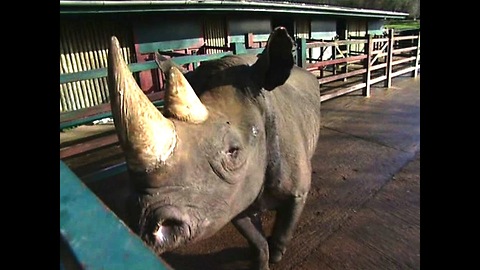 Black Rhino Celebrates 40th Birthday