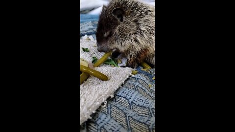 Baby Ground hog