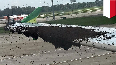 Bee swarm: thousands of bees caught on camera swarming over Indonesia plane's wing - TomoNews