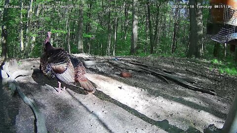 Mature male wild turkey on Wildlife Webcam 2 gobbling