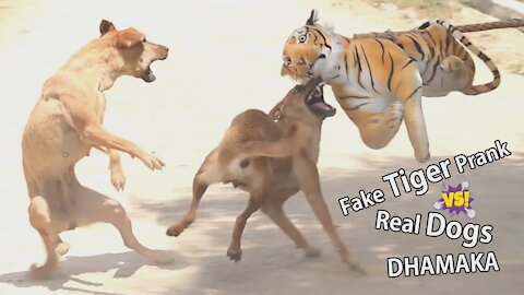 🤣Funny Dog Videos 2020🤣 🐶 It's time to LAUGH with Dog's life