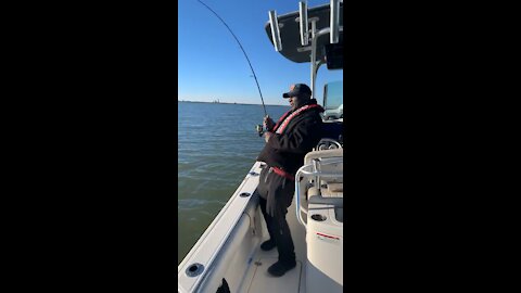 Catching a Black Tip Shark