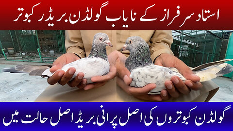 Ustad Sarfaraz's Rare Golden Breeder Pigeon Watch In HD Urdu/Hindi