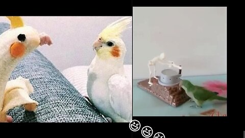 Funny parrots compilation that will make you laugh.