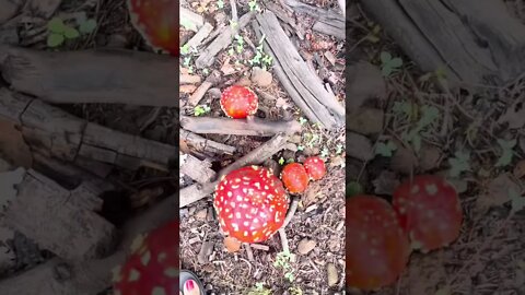 Amanita Muscaria Mushrooms