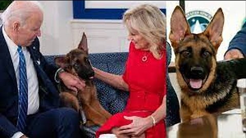 The Biden's Are Pitidiots With German Shepherds