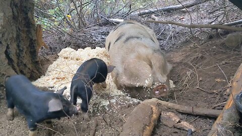 Wood Shavings as Bedding