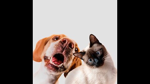 Funny Dogs And Cats