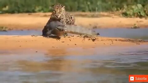 Lion vs Leopard Most Amazing Moments Of Wild Animal Fights Wild Discovery Animals