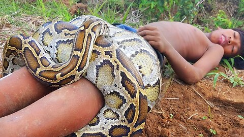 Brave Little Brothers Catch Extremely Big Snakes Reaction Video