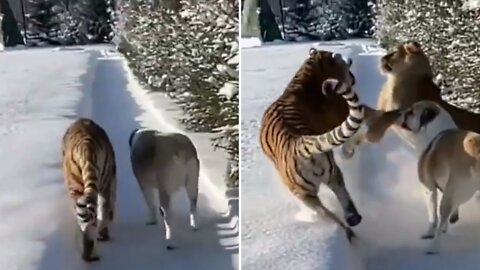 Dog and Tiger walking side by side in snow suddenly Lion attack Tiger