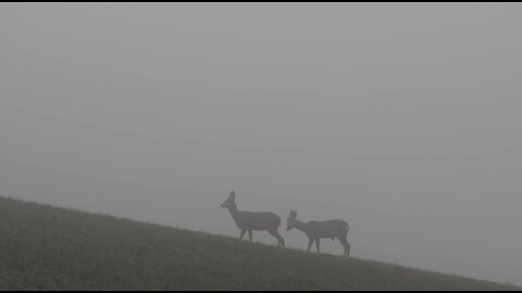 "In the Wild: The Life and Habits of Deer"