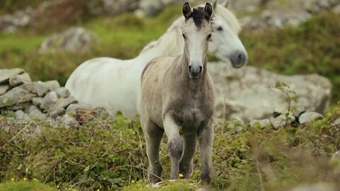 Horses