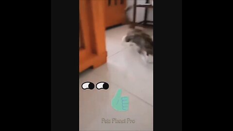 @Shorts Amazing funny and uniques pet videos @Short 28_Full-HD