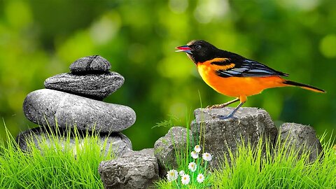 1 Hour Of Relaxing Music With Live Birds Chirping | Relaxing Nature Music For Sleep & Stress Relief