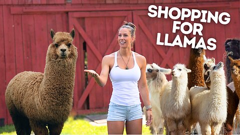 Boat Day & Llama Shopping