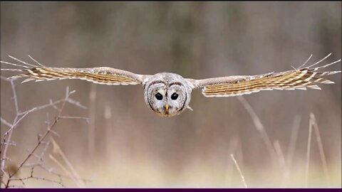 The Crow, The Owl and The Dove ~ by Nightwish