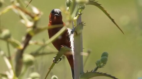 caboclinho canto puro da natureza