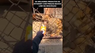 macaco surtou do nada 😱😱😱