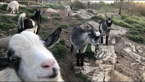 Barnyard Animals say Good Morning