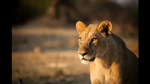 LION search for hunting