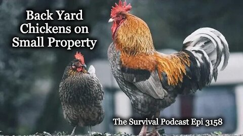 Back Yard Chickens on Small Properties - Epi-3158