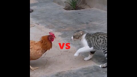 Law of the Fittest - Cat Vs Rooster