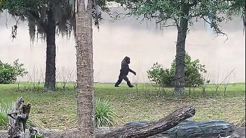 Confident Gorilla Hilariously Perfects The Human Walk