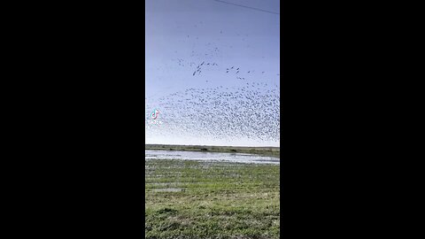 Goose hunting