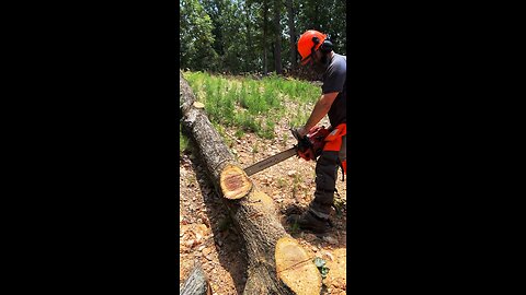 Echo CS-620 Chainsaw Cutting Footage