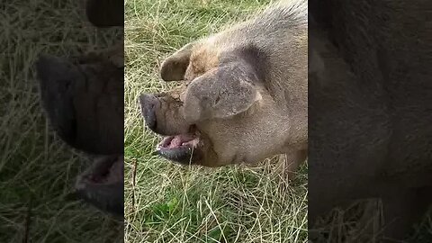 Breakfast pig feeding time with the knotman melissa mendini