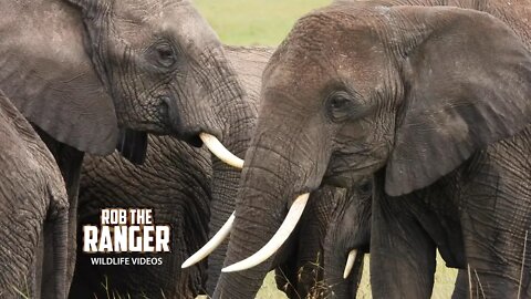 Elephant Herd On the Plains | Maasai Mara Safari | Zebra Plains