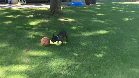 French Bulldog shows off flawless ball handling skills!