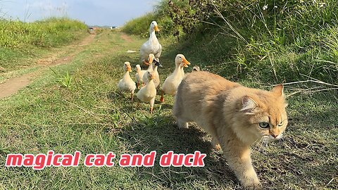 kitten actually took the mother duck and ducklings for a run outdoors.