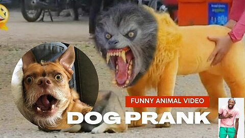 Dog Prank with fake lion Funny Animal Video