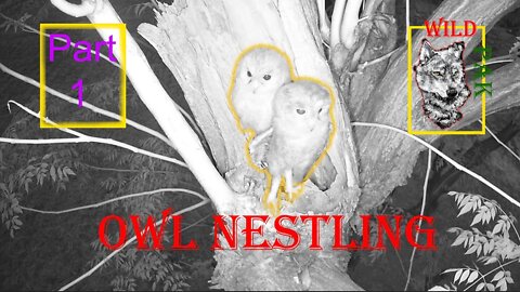 Owl Nest Part#1 | Kiya #nestling #owl #owllove #wildpak #trailcamera #life