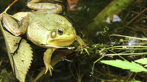 "The World of Frogs: Nature's Incredible Jumpers"