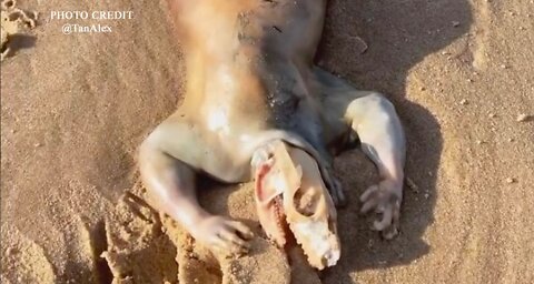 WEIRD 'ALIEN' CREATURE FOUND ON A BEACH IN AUSTRALIA